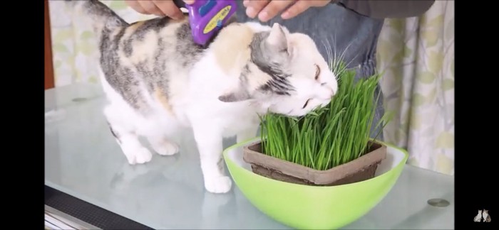 猫草で気を引く