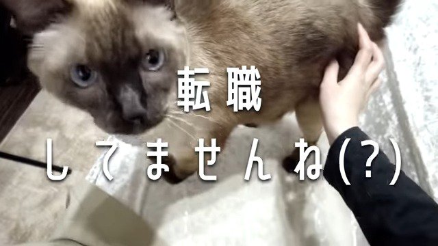 飼い主さんを見つめるモフィくん