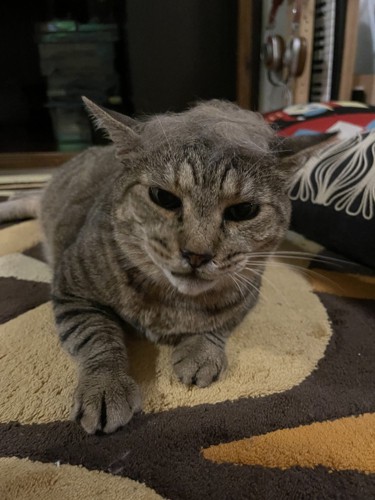 不機嫌な顔の猫