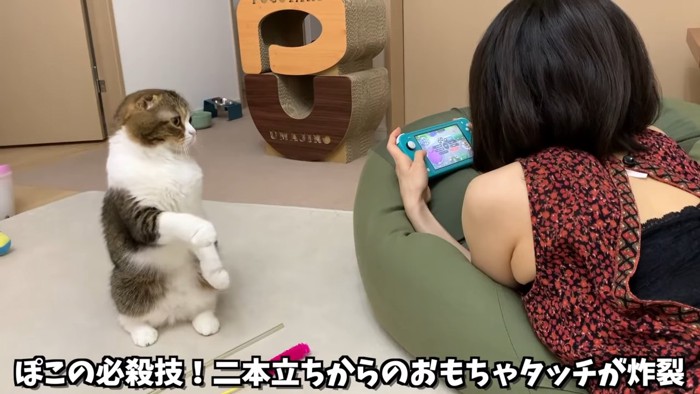 立つ猫