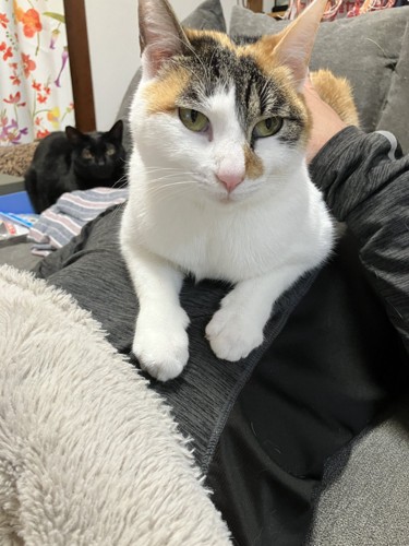 ご主人の上に座る猫