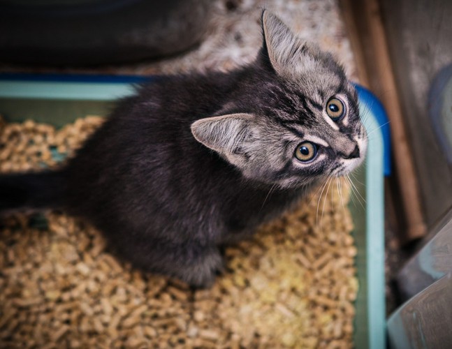 猫トイレにいる子猫