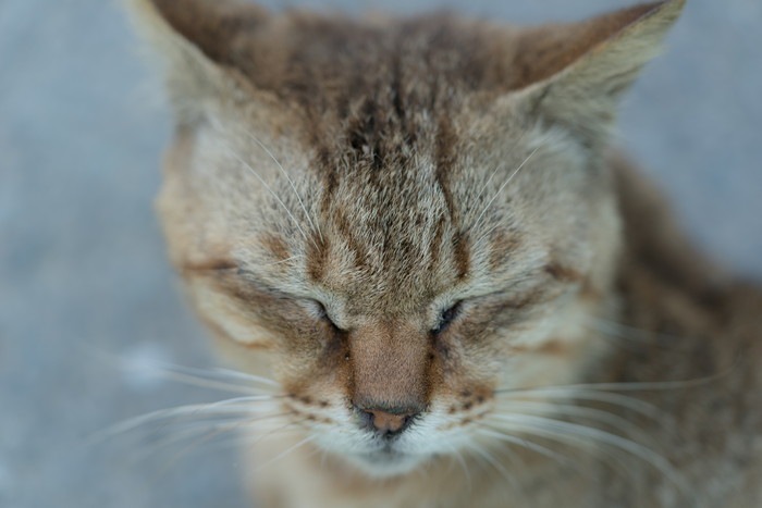 目を閉じる猫の顔