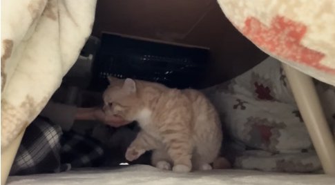 こたつに入れた飼い主の手に軽く噛みついている猫