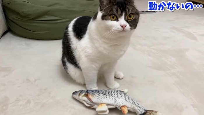 おすわりする猫