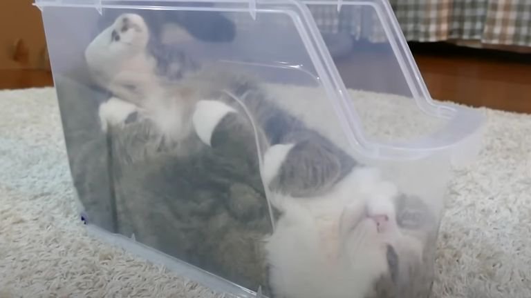 プラケースの中にいる猫