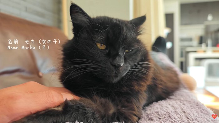 テロップ「名前 モカ（女の子）」