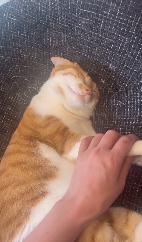 手を撫でられる猫