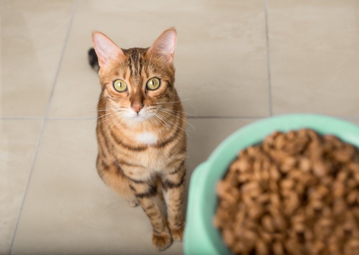 キャットフードを入れた食器とそれを見上げている猫