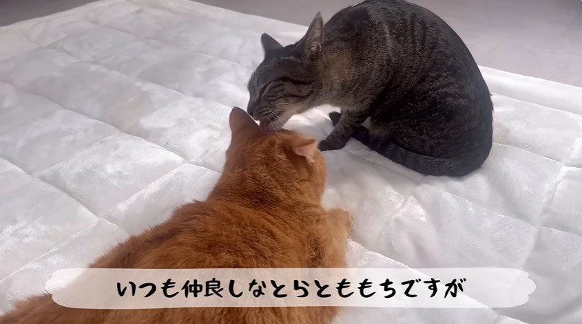 毛づくろいする猫