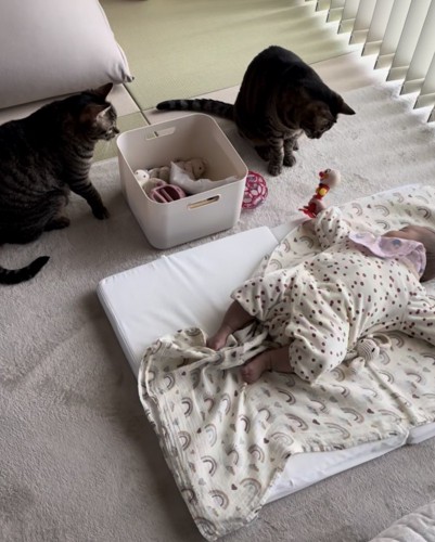 赤ちゃんの横で2匹の猫がオモチャを見つめている
