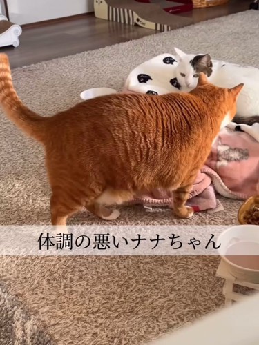 白い猫に近づく茶色の猫