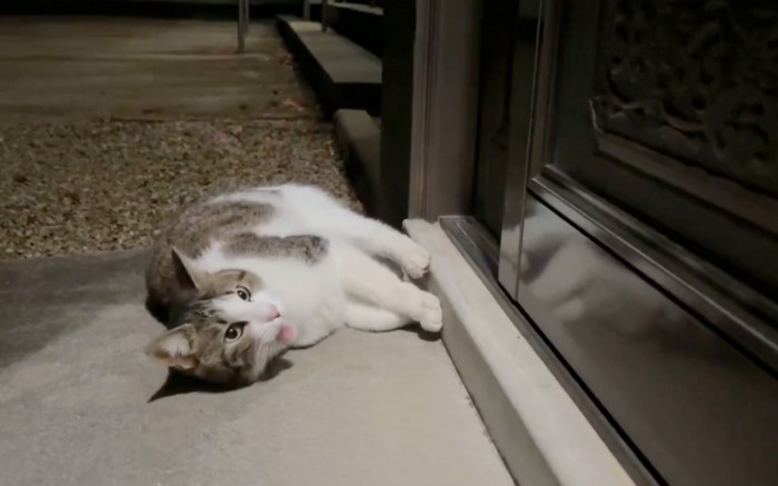玄関先でくつろぐ猫