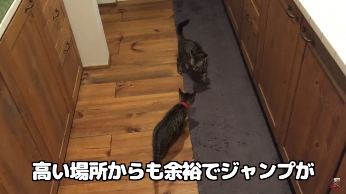 向き合う猫