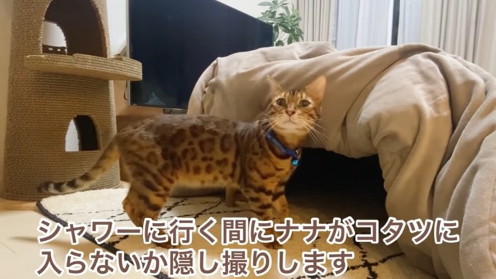 コタツとベンガル猫