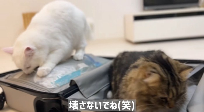 スーツケースの中の猫