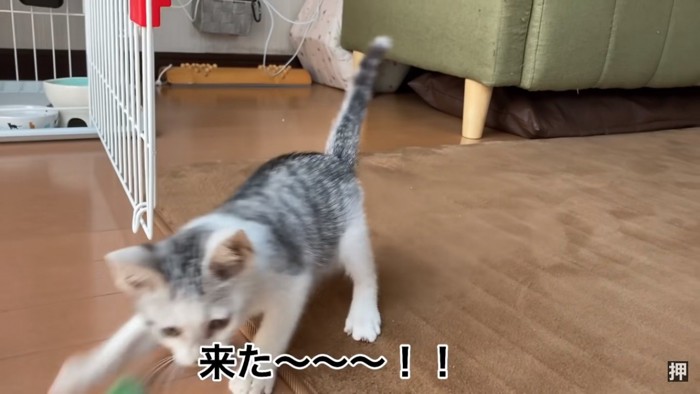 キャッチ