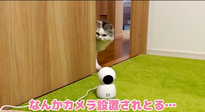 カメラを見つめる猫