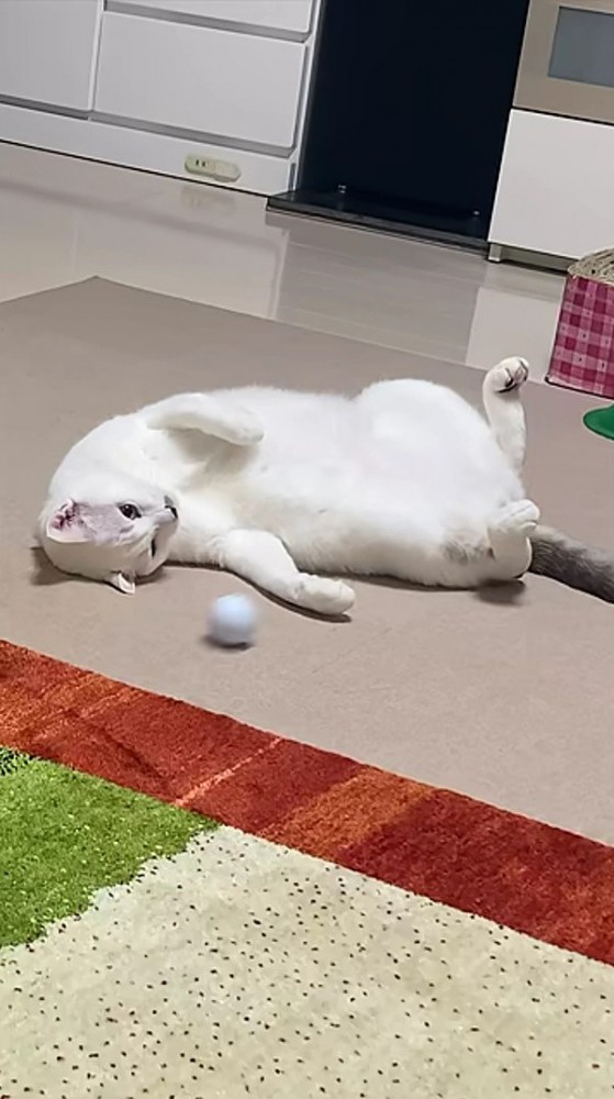 へそ天でゴルフボールを眺める猫