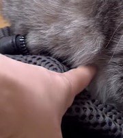 猫の体に指を触れてみる飼い主