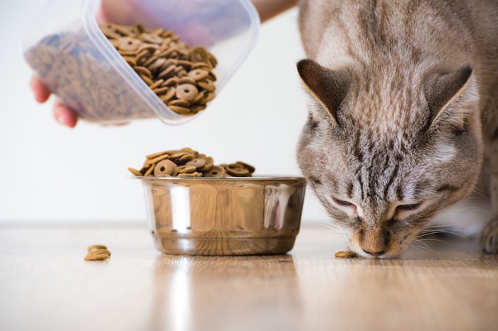 たくさんのご飯を食べる猫