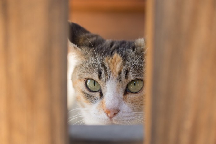 隙間からのぞき見する猫