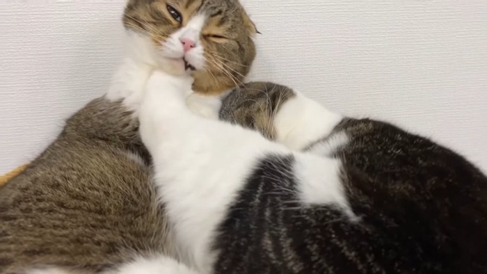 顔を蹴られる猫