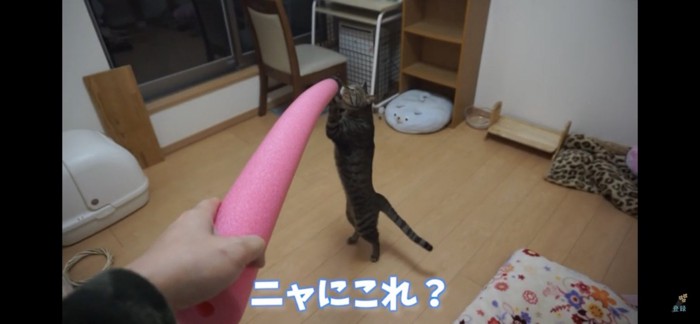 立ち上がる