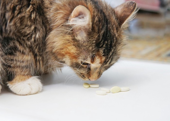 錠剤に顔を近づける猫