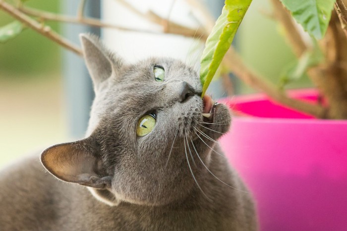 野菜を食べる猫