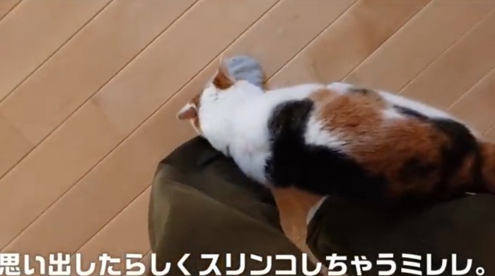 ひざにすりすりする三毛猫