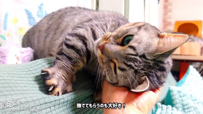 顔をなでられる猫