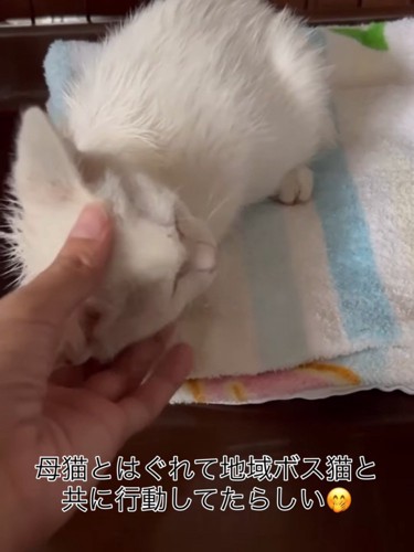 顔をなでられる子猫