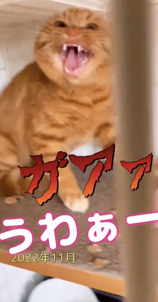 シャーする猫