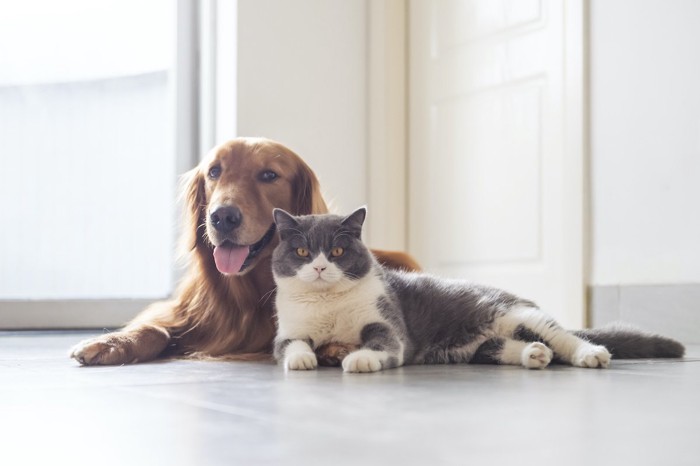 犬と猫の写真