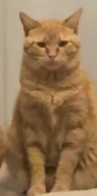 座る猫