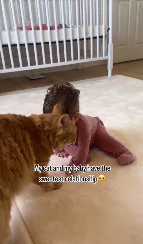 猫が子どもに近づく