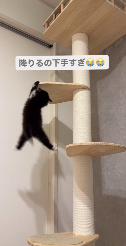 落ちそうになっている子猫