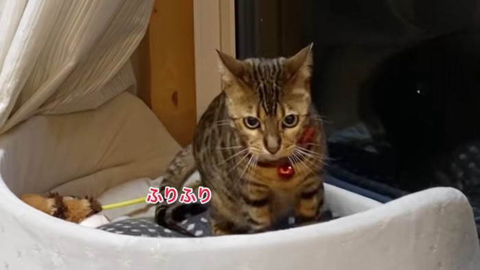 座る猫