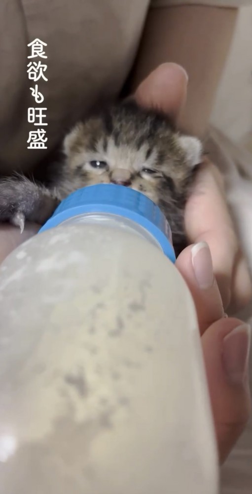 食欲旺盛な子猫