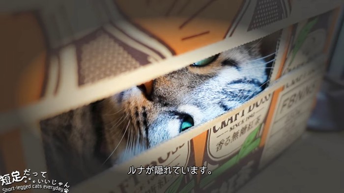 隙間から見える猫の顔