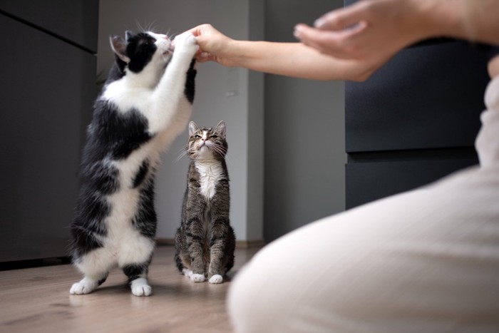 嫉妬する猫