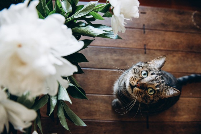 花のそばにたたずむ猫