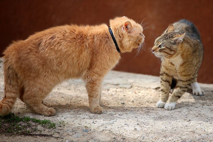 けんか寸前の猫