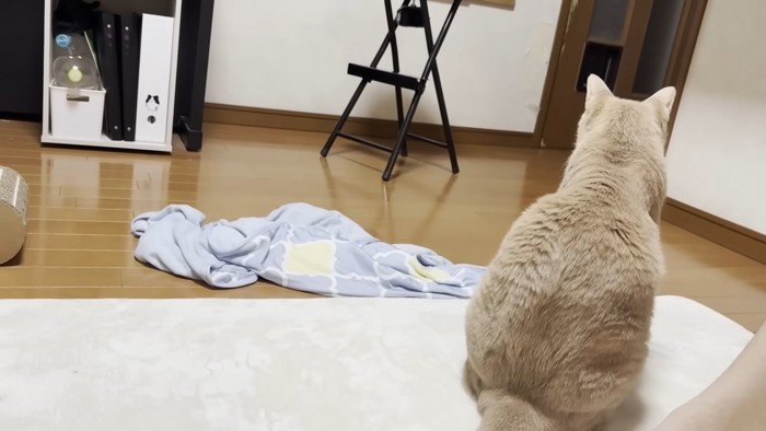 猫ちゃんの背中