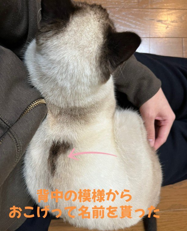 おこげちゃんの背中
