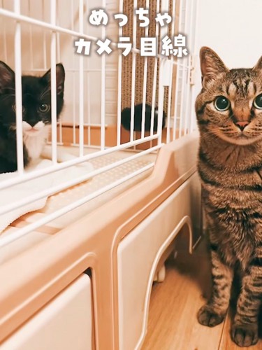 カメラを見る成猫と子猫