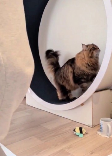 キャットホイールを使う猫
