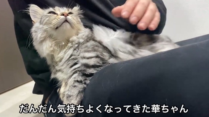 膝の上でドライヤーされる猫