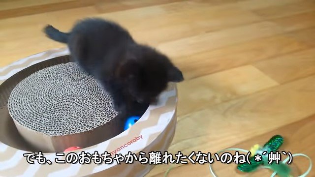 おもちゃの上の子猫と床に置いた猫じゃらし